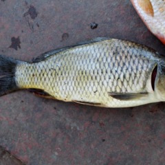 База отдыха Портофлот, Весёлый, Ростовская область