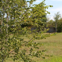 База отдыха Портофлот, Весёлый, Ростовская область