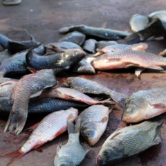 База отдыха Портофлот, Весёлый, Ростовская область