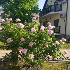 Отель Платан Resort, Витязево, Краснодарский край