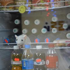 Хостел Колизей на Народном, Владивосток, Приморский край