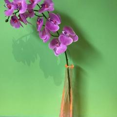  Капсульный отель Алоха, Владивосток, Приморский край