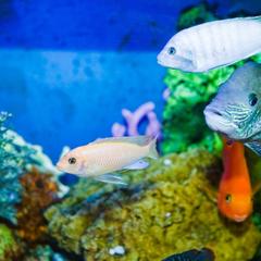 Отель Ренессанс, Владивосток, Приморский край