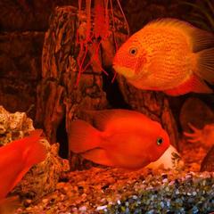 Отель Home, Внуково, Московская область