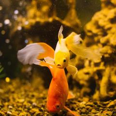 Отель Респект, Волжский, Волгоградская область