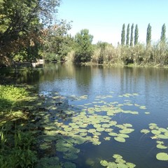Турбаза Ласточка, Волна-Шепелиновка, Воронежская область