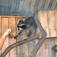 Гостиница ССК, Воронеж, Воронежская область