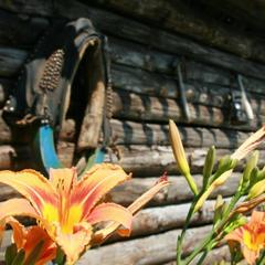 Гостевой дом Медведь, Ворсма, Нижегородская область