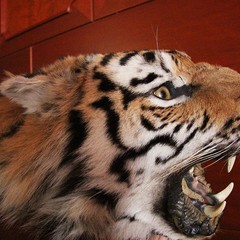 Спортивная база отдыха Княжьи Дали, Всходы, Московская область