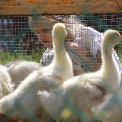 Оздоровительный комплекс Крестьянская усадьба Рутения, Всеволожск, Ленинградская область