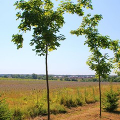 Спортивная база отдыха Княжьи Дали, Всходы, Московская область