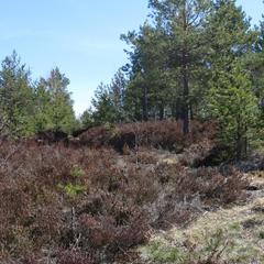 Гостевой дом Сканди Спа, Выборг, Ленинградская область
