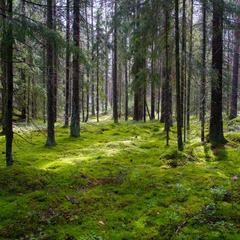 База отдыха Боровое, Выборг, Ленинградская область