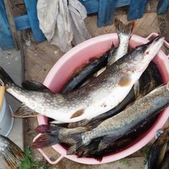 Рыболовная база Бравый капитан, Камызякский район, Астраханская область