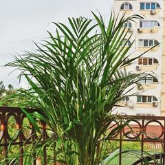 Гостевой дом Яна, Геленджик, Краснодарский край