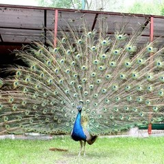 База отдыха Лесная заимка, Геленджик, Краснодарский край