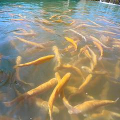 Усадьба Мармазинская щель, Геленджик, Краснодарский край