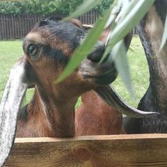 Усадьба Мармазинская щель, Геленджик, Краснодарский край