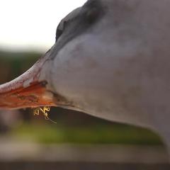 Усадьба Мармазинская щель, Геленджик, Краснодарский край