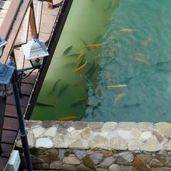 Усадьба Мармазинская щель, Геленджик, Краснодарский край