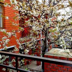 Мини-отель Red patio, Геленджик, Краснодарский край