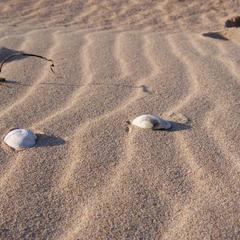 Гостевой дом 7 Морей, Голубицкая, Краснодарский край