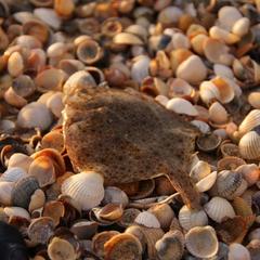 Гостевой дом 7 Морей, Голубицкая, Краснодарский край