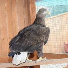 База отдыха Антей, Голубицкая, Краснодарский край