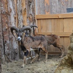 База отдыха Антей, Голубицкая, Краснодарский край
