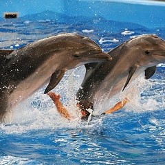 База отдыха Антей, Голубицкая, Краснодарский край