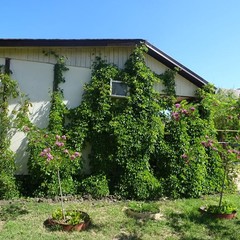 База отдыха Колос, Голубицкая, Краснодарский край