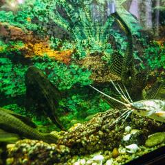 Отель Лабиринт, Гороховец, Владимирская область