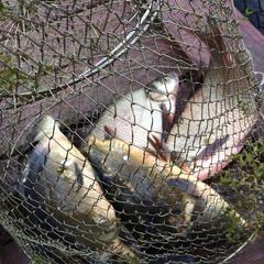 База отдыха Гашкино, Гороховец, Владимирская область