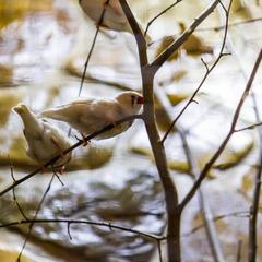 Гостиница Очаровательная Полянка, Горячий Ключ, Краснодарский край
