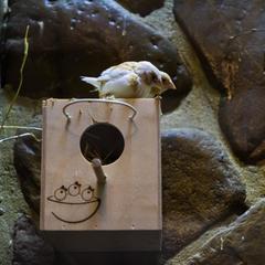 Гостиница Очаровательная Полянка, Горячий Ключ, Краснодарский край