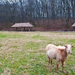 Гостиница Очаровательная Полянка, Горячий Ключ, Краснодарский край