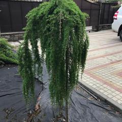 Гостевой дом Саксония, Горячий Ключ, Краснодарский край