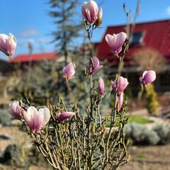 Гостевой дом Саксония, Горячий Ключ, Краснодарский край