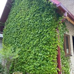 Гостевой дом Саксония, Горячий Ключ, Краснодарский край