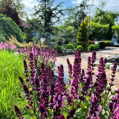 Гостевой дом Саксония, Горячий Ключ, Краснодарский край