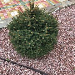 Гостевой дом Саксония, Горячий Ключ, Краснодарский край