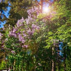 База отдыха Piknikki, Приозерский район, Ленинградская область