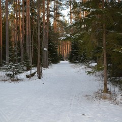 База отдыха Вуокса хутор, Громово, Ленинградская область
