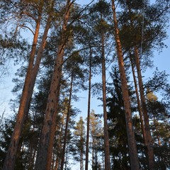 База отдыха Вуокса хутор, Громово, Ленинградская область