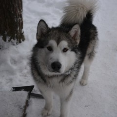 База отдыха Вуокса хутор, Громово, Ленинградская область