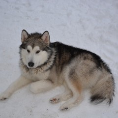 База отдыха Вуокса хутор, Громово, Ленинградская область