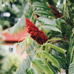 Гостевой дом Volkov House, Гузерипль, Республика Адыгея