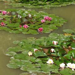 Турбаза Серебряный Ключ, Даховская, Республика Адыгея