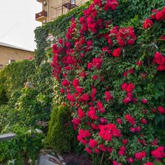 Мини-отель Аркадия, Джубга, Краснодарский край