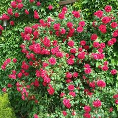 Мини-отель Аркадия, Джубга, Краснодарский край